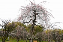 ume_fujibotan_240229_01