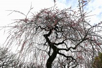 ume_fujibotan_240229_02