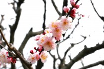 ume_fushida_240229