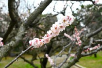 ume_fushida_240306_01