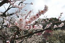 ume_fushida_250319