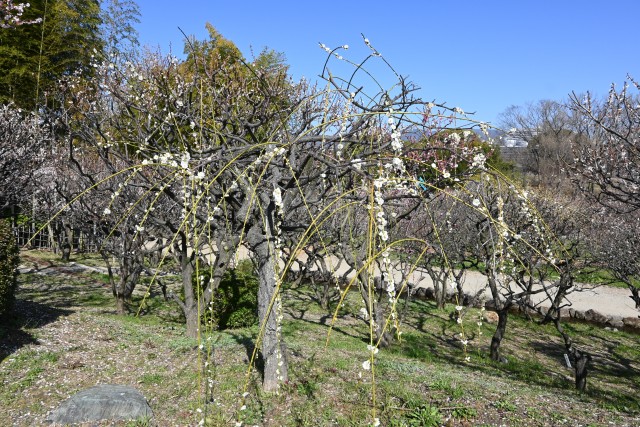 ume_genpei_230315_01