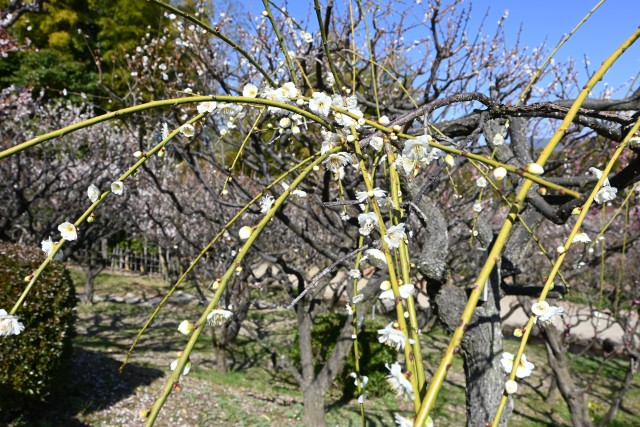 ume_genpei_230315_02