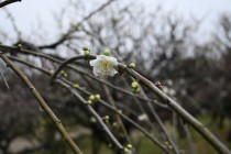 ume_genpei_240222_01