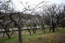 ume_genpei_240222_02