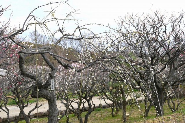 ume_genpei_240229_01