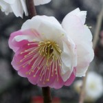 ume_guide