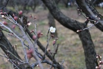 ume_hatsukari_240116_01