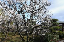 ume_hatsukari_240206