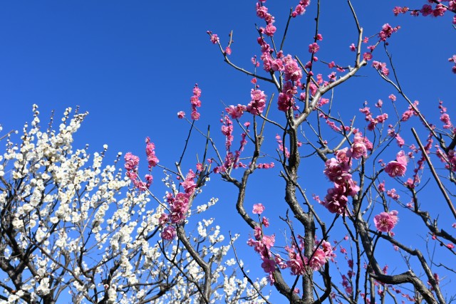 ume_higokomadome_240214