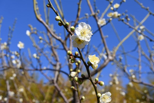 ume_hitoetairin_260204