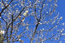 ume_jako_240125_01