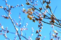ume_kasugano_240214_01