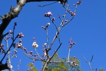 ume_kasugano_240214_02