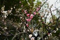 ume_kasugano_240222