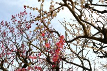 ume_kasugano_250314
