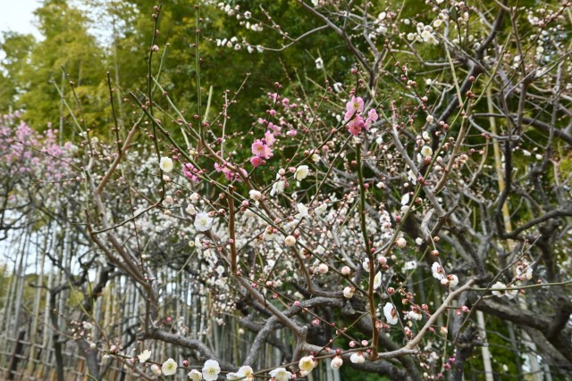 ume_kasugano_260224_02