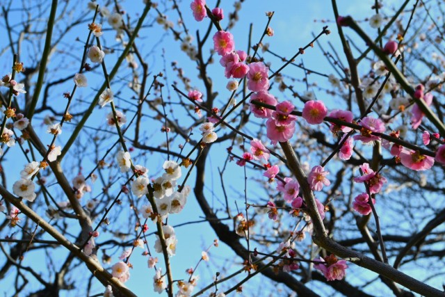 ume_kasugano_260305