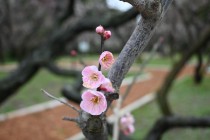 ume_kenkyo_240222