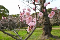 ume_kenkyo_250314