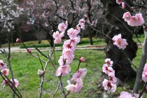 ume_kenkyo_250319