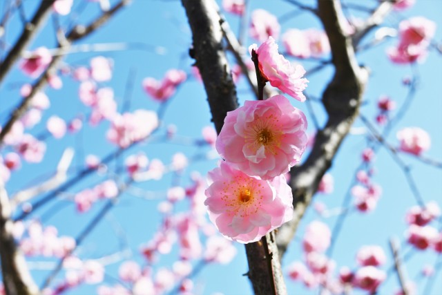 ume_kinen_230315_02
