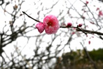 ume_kinen_240306_01