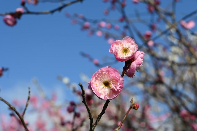 ume_kinen_260305_01