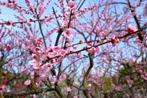 ume_kokinran_250314