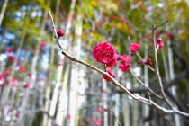 ume_kokuryubai_240206
