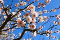 ume_kosaku_240209_01