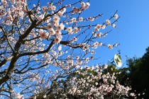 ume_kosaku_240209_02