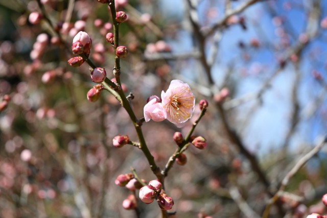ume_kosaku_260121