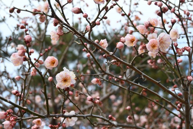 ume_kosaku_260128