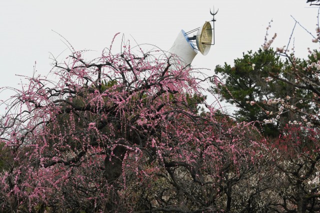ume_kureha_240222_02