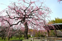 ume_kureha_250314_01