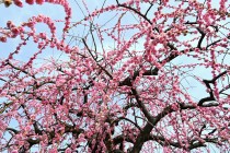 ume_kureha_250314_02