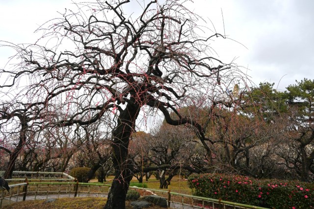 ume_kureha_260211_01