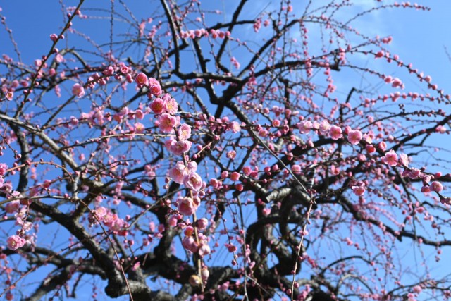 ume_kureha_260218_02