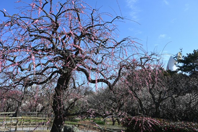 ume_kureha_260218_03