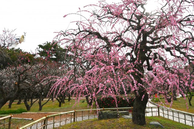 ume_kureha_260224_01