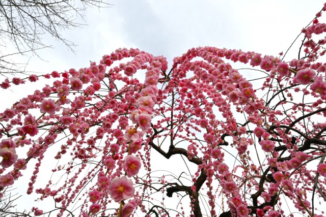 ume_kureha_260224_02