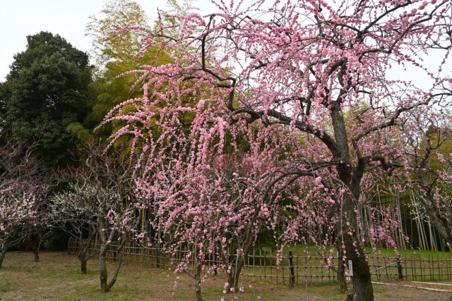 ume_kureha_260224_03