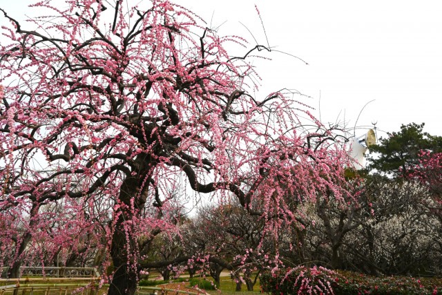 ume_kureha_260224_04