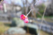 ume_kurehashidare_240206_01