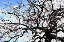 ume_kurehashidare_240206_02