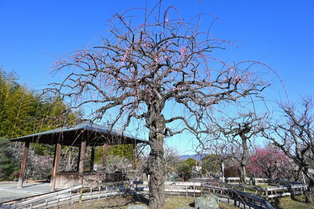 ume_kurehashidare_240209_01