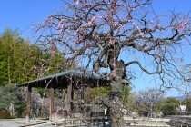 ume_kurehashidare_240214_01