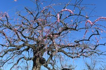 ume_kurehashidare_240214_02