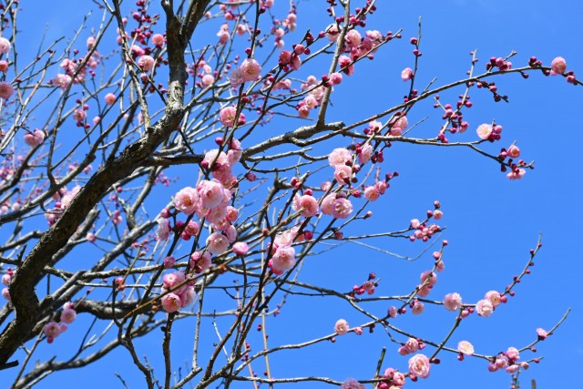 ume_kusudama_260218_01
